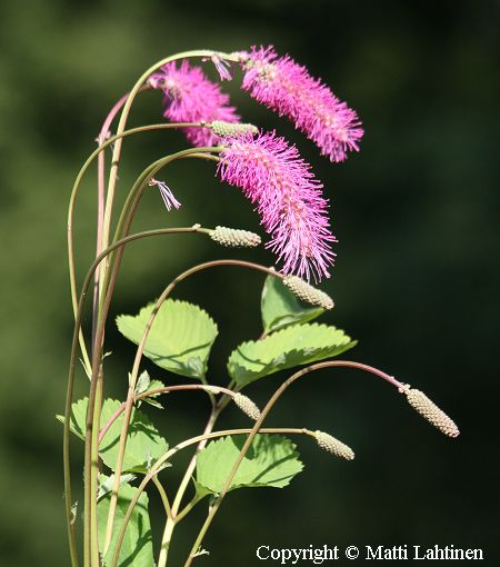 Sanguisorba obtusa, nuokkuluppio